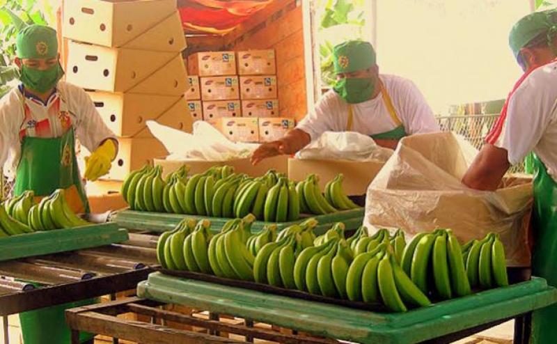 Exportaciones nacionales de bananos ya superan los US$ 127.8 millones