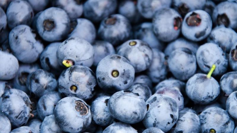 Exportaciones peruanas de arándanos superarían las 350 mil toneladas este año