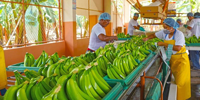 Exportaciones peruanas de bananas crecerían por lo menos 10% en los próximos tres años