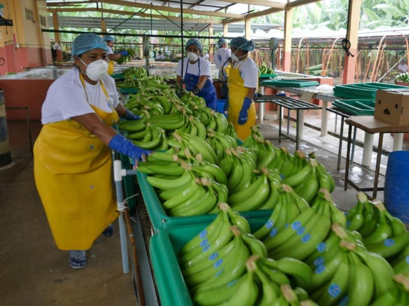 Exportaciones peruanas de bananos frescos cayeron 20% de enero al 20 de septiembre del 2021