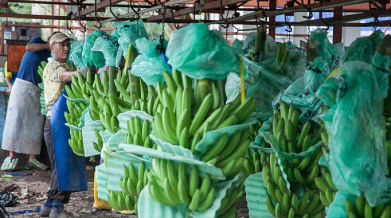 Exportaciones peruanas de bananos frescos crecen en volumen 52% entre enero y julio de 2022