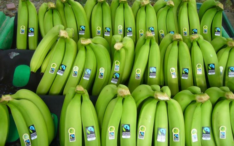Exportaciones peruanas de bananos treparon hasta valores de US$ 76 millones