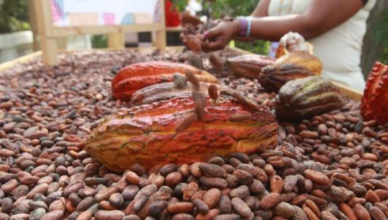 Exportaciones peruanas de cacao cayeron 8% en volumen y 3% en valor en el 2020