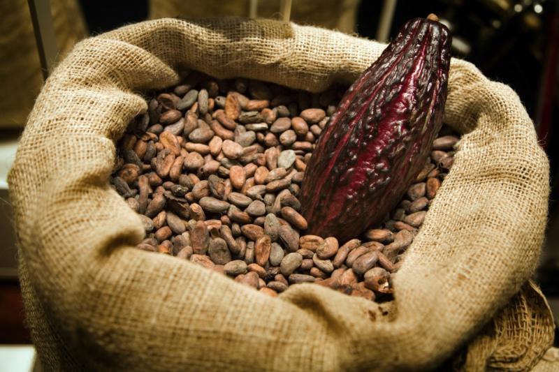 Exportaciones peruanas de cacao crudo se incrementarion 183% en los últimos cinco años