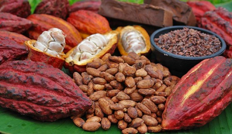 Exportaciones peruanas de cacao y derivados alcanzarían las 85 mil toneladas el 2016