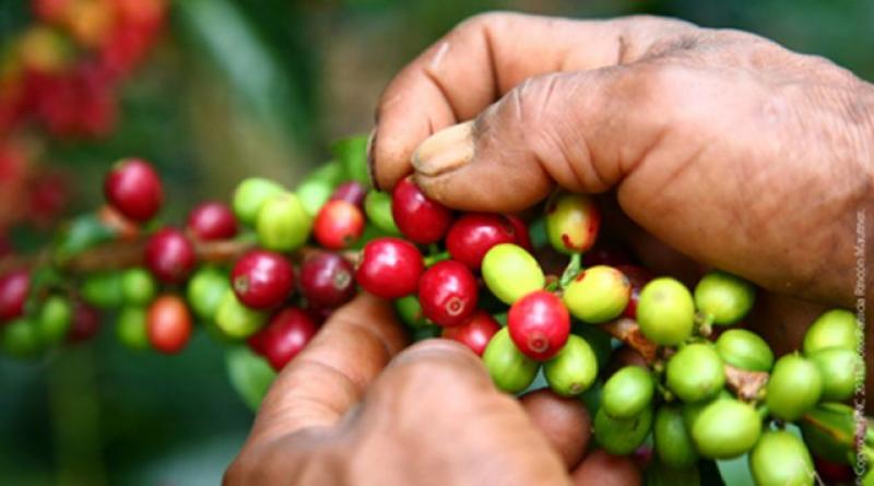 Exportaciones peruanas de café alcanzarían los US$ 1.200 millones al cierre del 2022