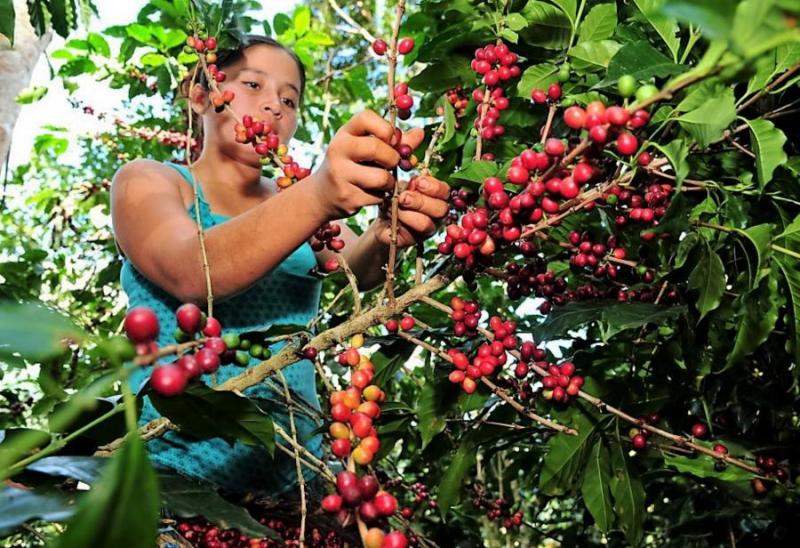 Exportaciones peruanas de café crecen en valor 11% pero caen en volumen 13% de enero a noviembre del 2021