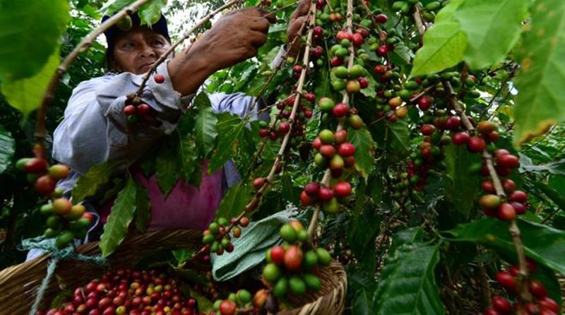 Exportaciones peruanas de café crecieron 7% en valor en el primer cuatrimestre del año