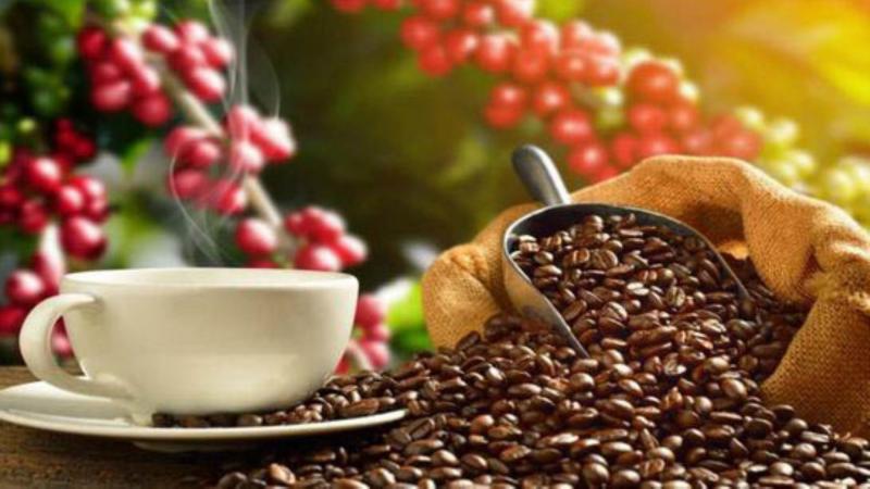 Exportaciones peruanas de café crecieron en valor más de 30% en 2024