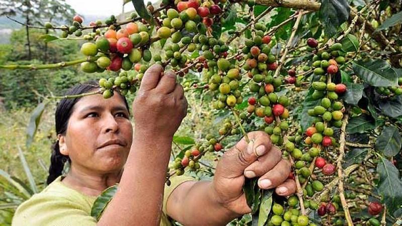 Exportaciones peruanas de café sumaron US$ 131.3 millones entre enero y febrero