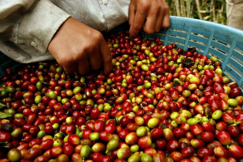 Exportaciones peruanas de café sumaron US$ 308 millones entre enero y agosto del 2017