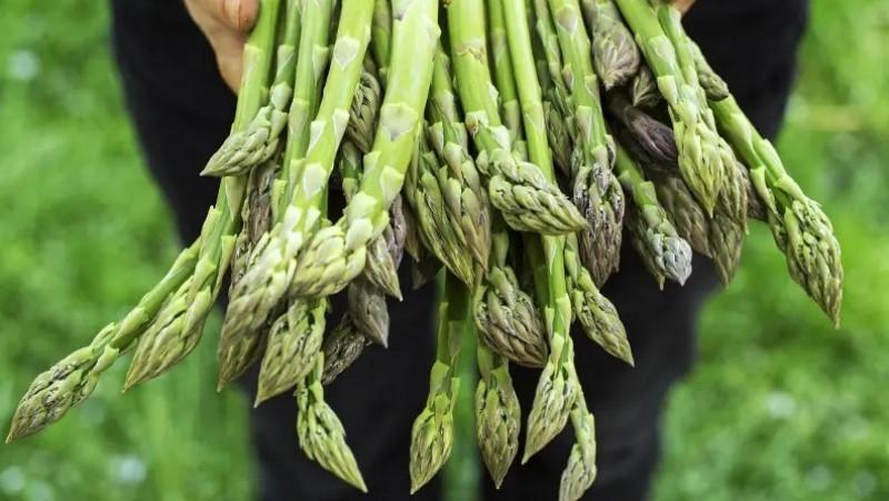 Exportaciones peruanas de espárragos en fresco superaron los US$ 39 millones este primer bimestre