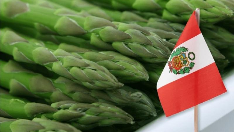 Exportaciones peruanas de espárragos frescos alcanzaron las 63.600 toneladas a la semana 41