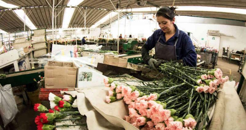 Exportaciones peruanas de flores crecen en volumen 4.34% pero caen en valor -1.85% entre enero y mayo de 2023