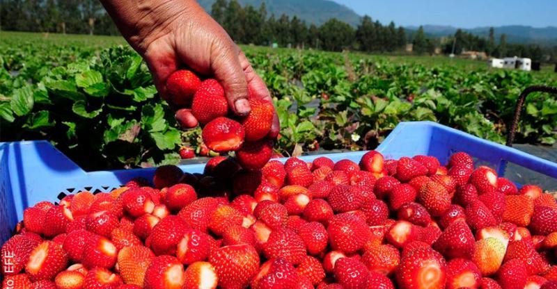 Exportaciones peruanas de fresas cayeron en volumen -66% en marzo de 2024
