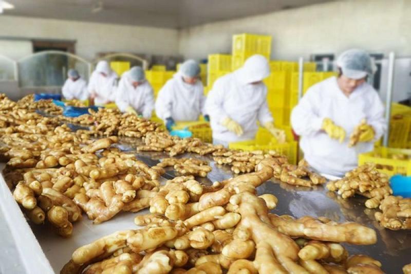 Exportaciones peruanas de jengibre alcanzaron los US$ 127.8 millones en 2023, mostrando un aumento de 79%