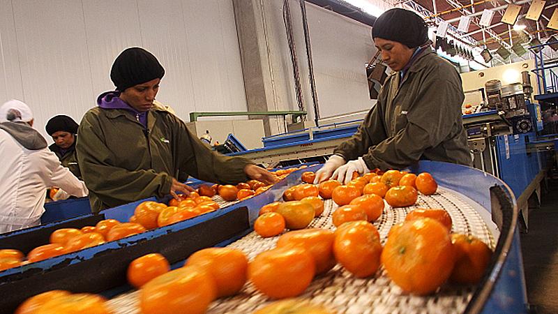 Exportaciones peruanas de mandarinas crecerían 5% este año