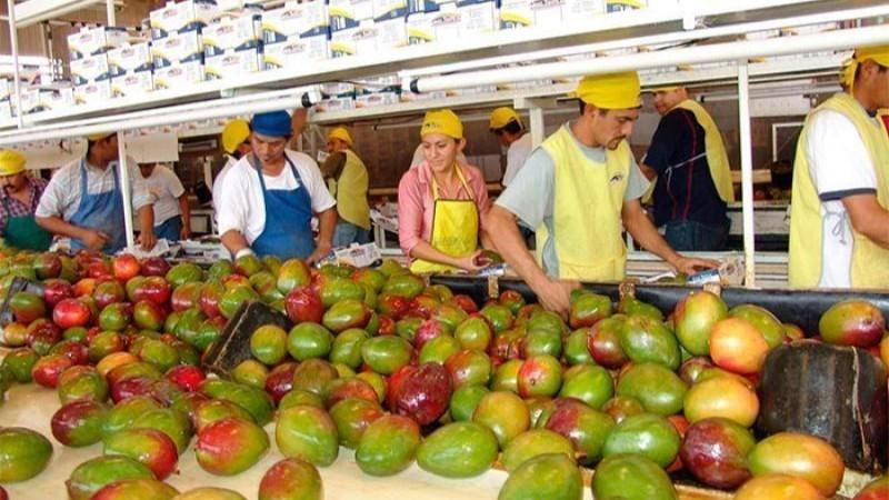 Exportaciones peruanas de mango fresco inician campaña con el pie izquierdo