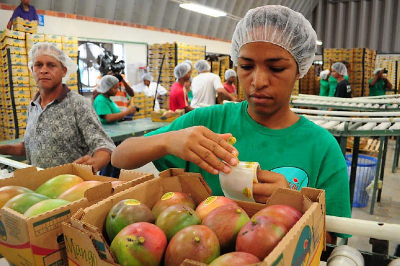 Exportaciones peruanas de mangos ascendieron a 150 mil toneladas en campaña 2016/2017