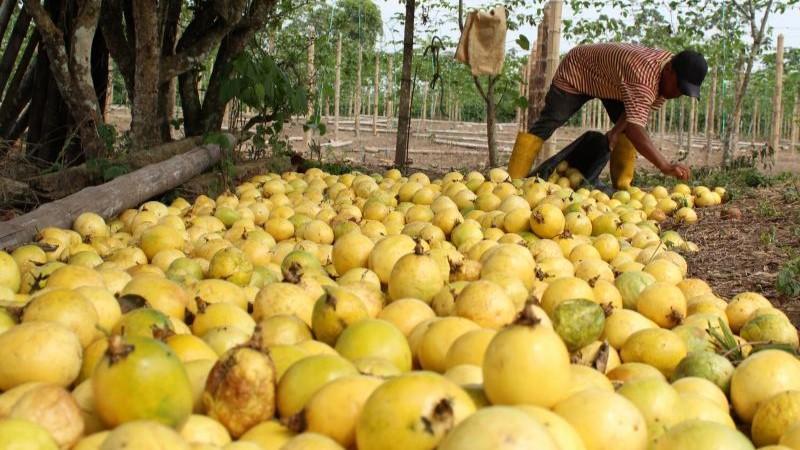 Exportaciones peruanas de maracuyá cayeron 30.8% en volumen y 43.3% en valor  en septiembre