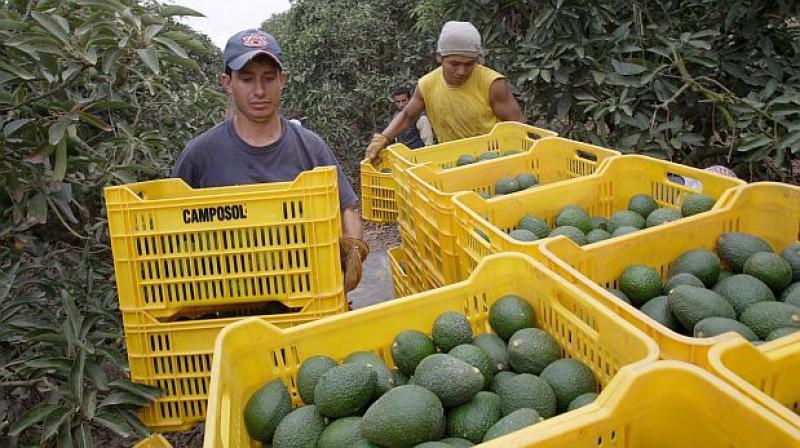 Exportaciones peruanas de paltas crecieron 146.6% entre el 2011 y 2016