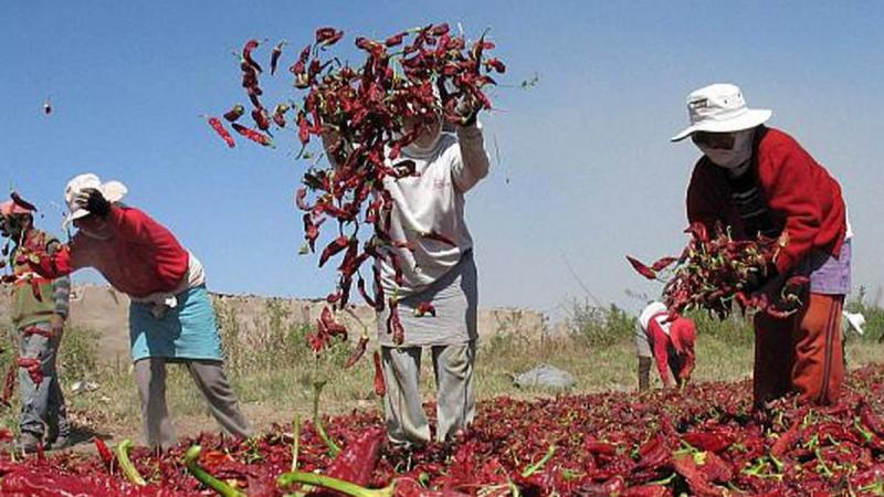 Exportaciones peruanas de páprika aumentaron +3.2% en volumen, pero cayó -16.1% en valor en mayo de 2024