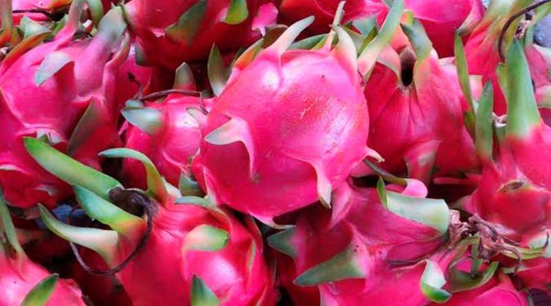 Exportaciones peruanas de pitahaya sumaron US$ 1.3 millones por 406 toneladas en la primera mitad del 2024