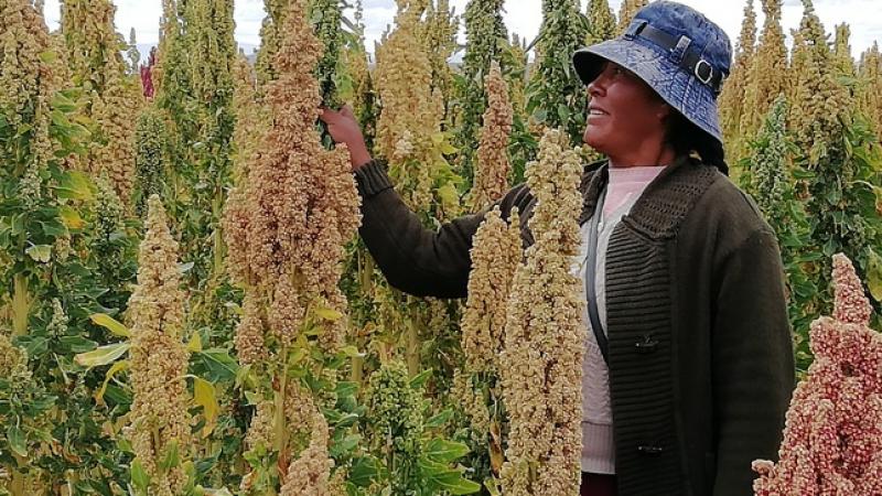 Exportaciones peruanas de quinua en grano crecieron en volumen 21.7% en el primer bimestre del 2022