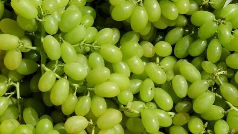 Exportaciones peruanas de uva de mesa alcanzarían las 78.7 millones de cajas