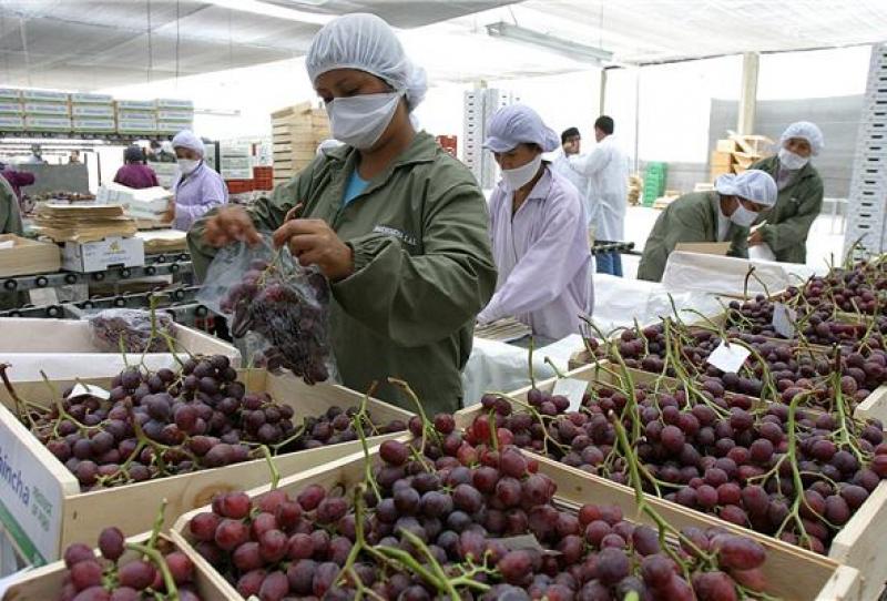Exportaciones peruanas de uva de mesa caen en volumen 11% en la presente campaña