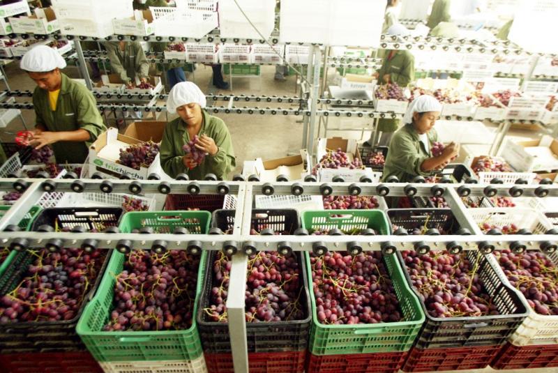 Exportaciones peruanas de uva sumaron cerca de US$ 272 millones entre enero y octubre del 2017
