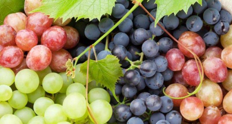 Exportaciones peruanas de uvas de mesa caerían 20 % en volumen en la campaña 2023/2024