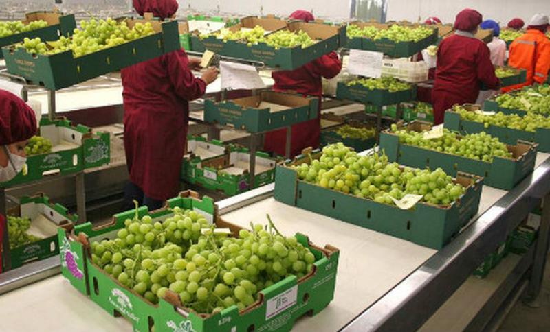 Exportaciones uva de mesa continúan sin contratiempo gracias a suspensión de norma que dificultaba importación de generadores contra la botrytis