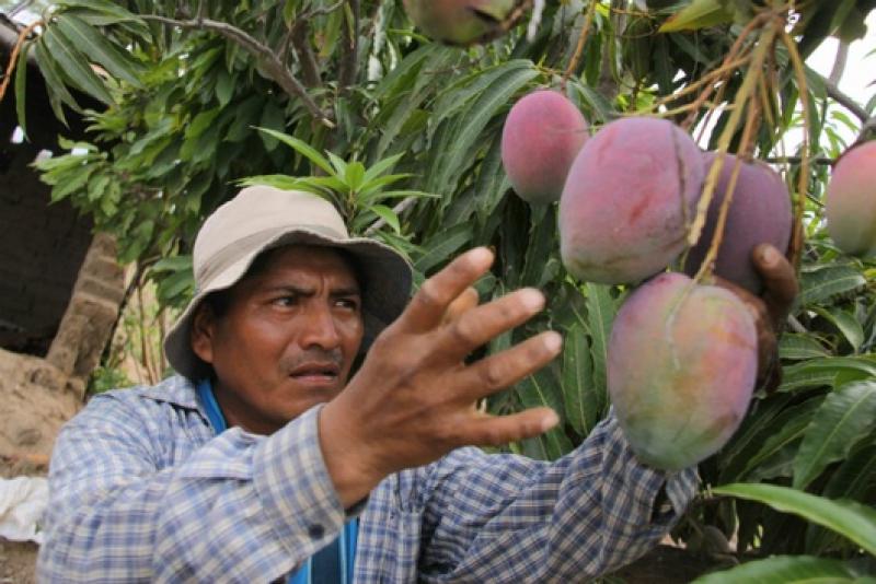 EXPORTADORES DE MANGO SOLICITARON INTERVENCIÓN DE GOBIERNO REGIONAL 