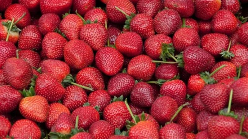 Exportadores prevén que México tenga ventas récord de fresas a Estados Unidos