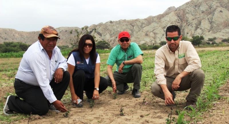 EXPORTARÁN 20 TONELADAS DE MENTA DESHIDRATADA A ALEMANIA