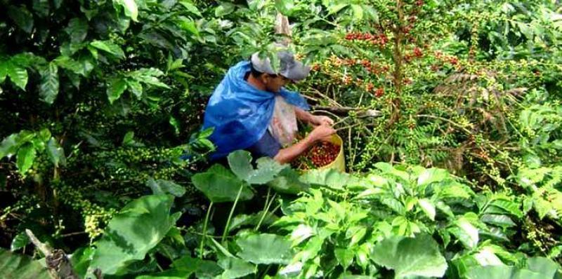 EXPORTARÁN 2.063 QUINTALES DE CAFÉ CON CERTIFICACIÓN DE COMERCIO JUSTO