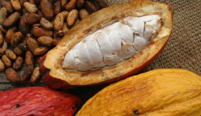 EXPORTARÍAN 28 MIL TONELADAS DE CACAO DE CALIDAD A MERCADOS EUROPEOS EL 2016