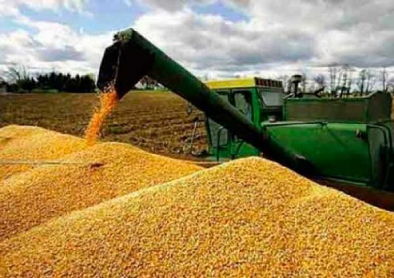 Extraordinarias cosechas de maíz enfrentarán comercialmente a Estados Unidos y Brasil