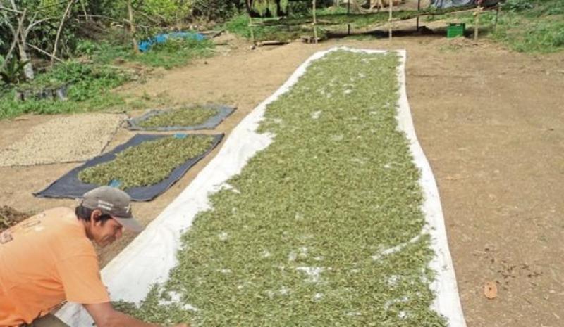 Fábrica de stevia más grande del mundo iniciará operaciones en Piura