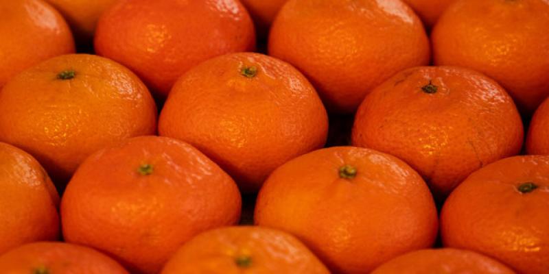 Falta desarrollar variedades de mandarina que permitan atender los mercados en la mitad de la campaña