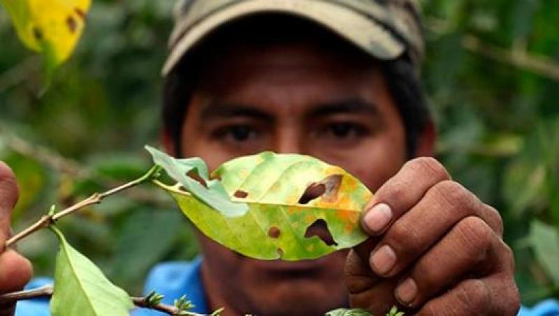 FAO LANZÓ HERRAMIENTA TECNOLÓGICA CONTRA ROYA DEL CAFÉ EN CENTROAMÉRICA