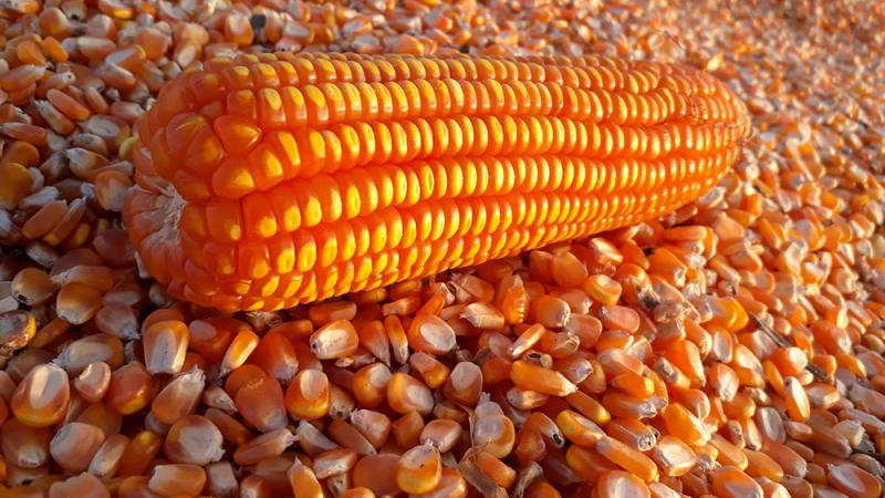 FAO prevé fuertes disminuciones de las reservas mundiales de cereales