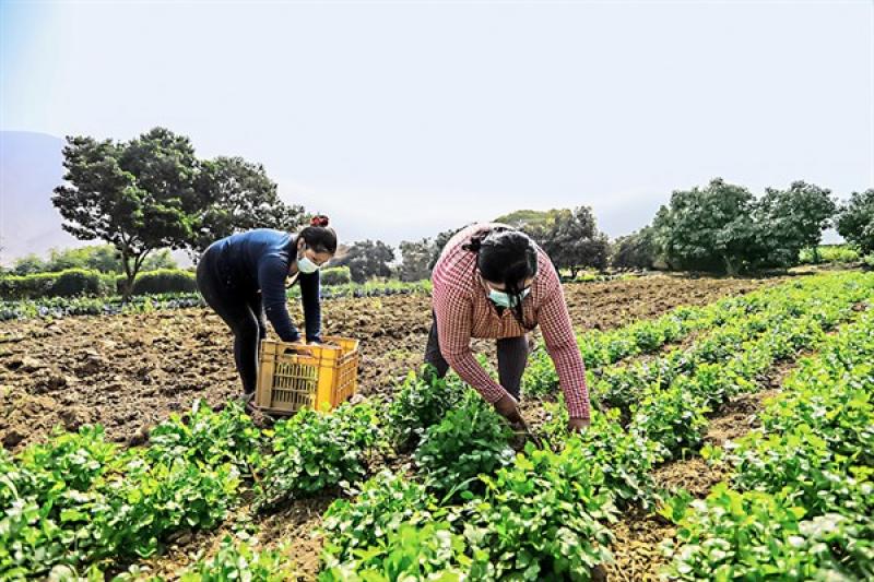 FAO: Segunda reforma agraria prioriza beneficio para el agro familiar