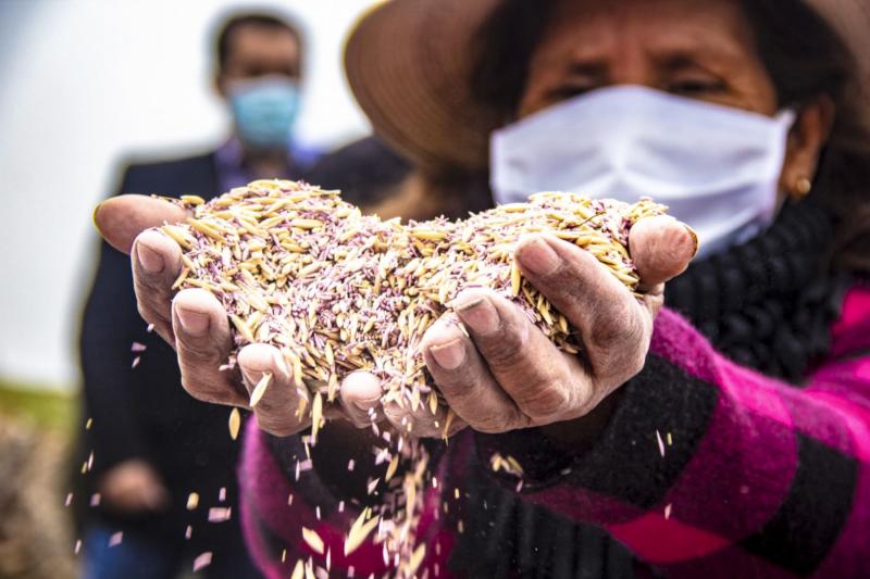 FAO subraya valor de las semillas para seguridad alimentaria de Latinoamérica