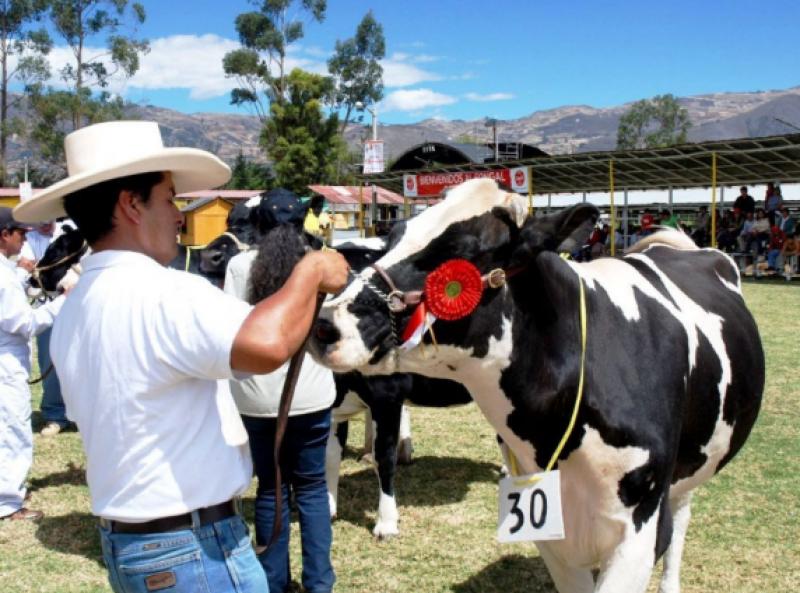 Feria ganadera de Lambayeque presentará quesillo de más de 150 kg