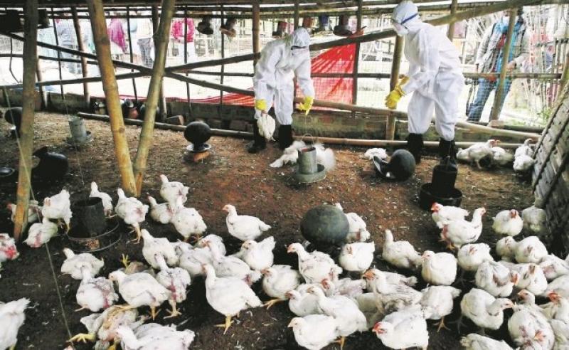 Filipinas detecta brote de gripe aviar (H5N6)