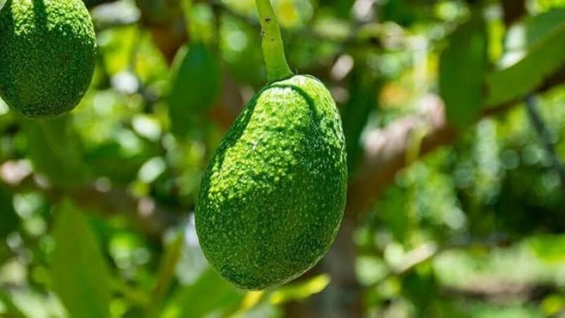 Floración tardía del palto Hass en Lambayeque: la emisión de panículas lleva unos 25 días de retraso