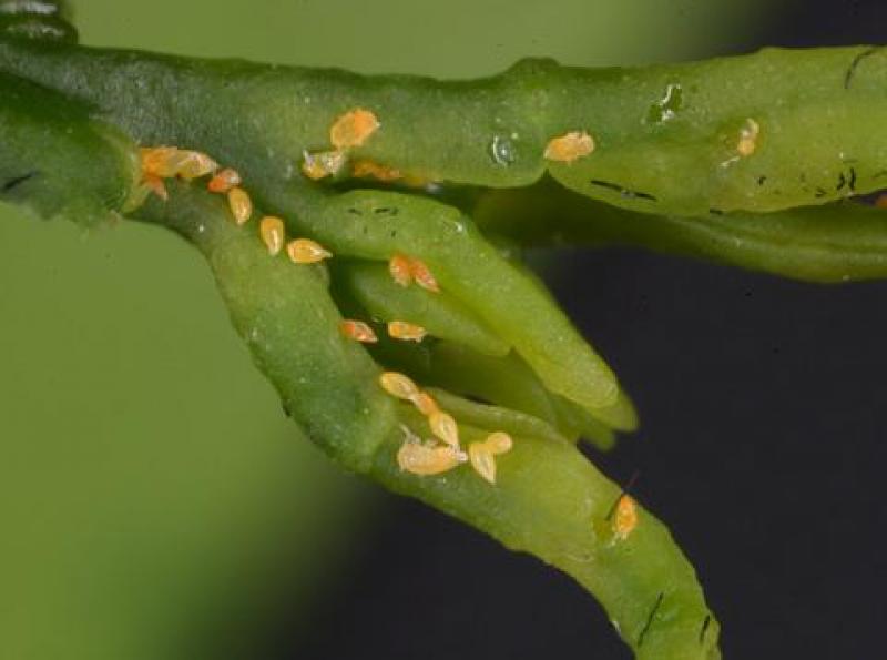 FLORIDA: NUEVAS VARIEDADES DE CÍTRICOS SERÍAN LA ESPERANZA FRENTE AL HBL