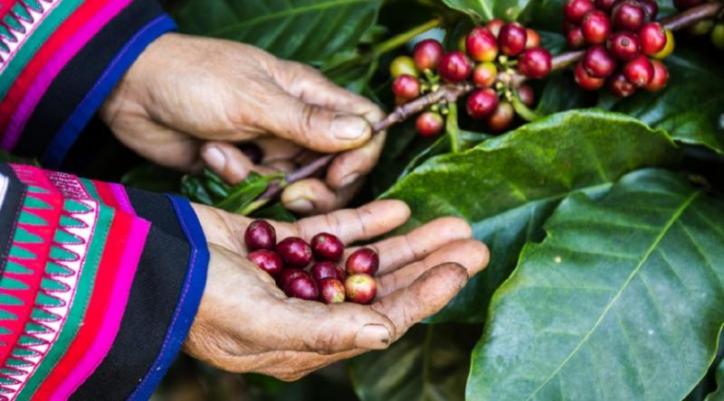 FONDECYT ejecutó 156 proyectos en el sector agrario en los últimos seis años